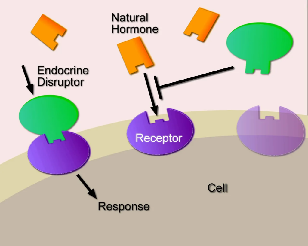Endocrine Disruptors in Water, Endocrine disrupters action on a cell-surface membrane