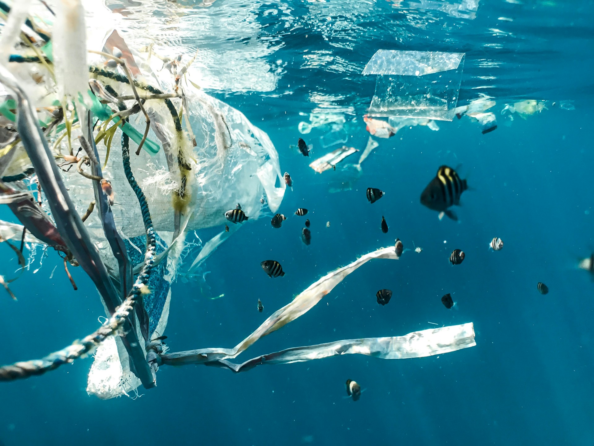 What contaminants are found in wastewater?, plastic in the ocean, surrounded by fish