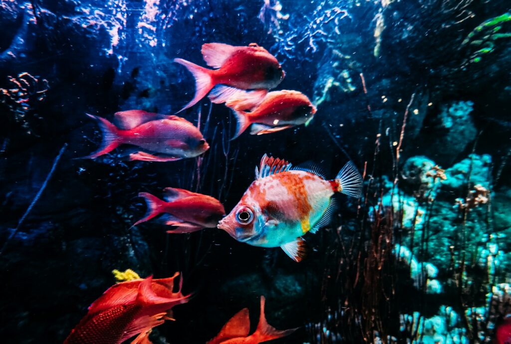 How Water usage Impacts Ecosystems